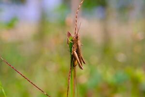 Photograph of brown grasshopper perched at the end of a weed stalk. Background of beautiful and exotic animals in the wild. Animal Wildlife. Animal Macros. Animal Photography. Macro Photography photo