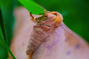 Photography of the mouth, legs and abdomen of a moth when perched on the tip of a leaf. Background of beautiful and exotic animals in the wild. Animal Wildlife. Animal Macro. Fauna Photgraphy. Macro photo