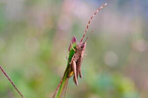 Photograph of brown grasshopper perched at the end of a weed stalk. Background of beautiful and exotic animals in the wild. Animal Wildlife. Animal Macros. Animal Photography. Macro Photography photo