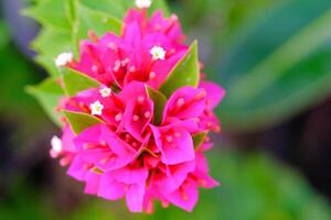 Macro Of Pink Bougainvillea Spectabillis Flowers in the garden. Textured Details of beautiful and exotic Plants in the wild. Graphic Resources. Botanical Photography. Blooming Flowers. Blossom, Flora photo