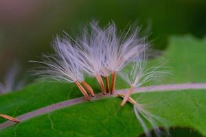 Closeup shot of a dandelion seed stuck in a leaf. Textured Details of beautiful and exotic Plants in the wild. Graphic Resources. Botanical Photography. Blooming Flowers. Blossom, Flora, Botany. photo