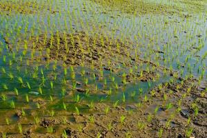Photograph of Rice Field with Newly Planted Seedlings. Agricultural Industry. Panoramic Landscape. Graphic Resources. Selective Focus. Nature Photography Concept photo