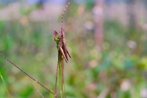 Photograph of brown grasshopper perched at the end of a weed stalk. Background of beautiful and exotic animals in the wild. Animal Wildlife. Animal Macros. Animal Photography. Macro Photography photo