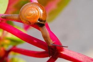 Closeup of a tiny snail crawling down from pink leaf stalk. Background of beautiful and exotic animals in the wild. Animal Wildlife. Macro Photography. Cute Animals. photo