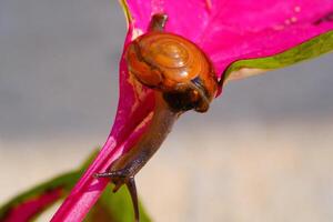 Closeup of a tiny snail crawling down from pink leaf stalk. Background of beautiful and exotic animals in the wild. Animal Wildlife. Macro Photography. Cute Animals. photo