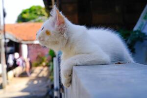 Cute White Kitten Lazing on the Fence Wall. Pets are relaxing in the yard. Animal Pets. Fauna Photography. Animal Themes. Furry cats. Graphic Resources. Animal Behavior photo