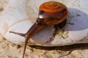 Macrophotography Tiny snail crawling down from a white rock. Background of beautiful and exotic animals in the wild. Animal Wildlife. Animal Photography. Fauna Photography Concept. Motion photo