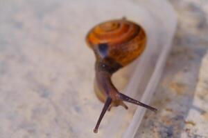 Photography of tiny snail crawling down on transparent plastic. Background of beautiful and exotic animals in the wild. Animal Wildlife. Animal Macros. Fauna Photography. Macro Photography Concept photo