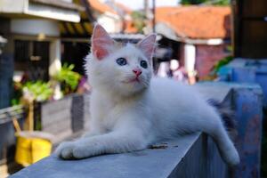 Cute White Kitten Lazing on the Fence Wall. Pets are relaxing in the yard. Animal Pets. Fauna Photography. Animal Themes. Furry cats. Graphic Resources. Animal Behavior photo