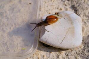 Macrophotography Tiny snail crawling down from a white rock. Background of beautiful and exotic animals in the wild. Animal Wildlife. Animal Photography. Fauna Photography Concept. Motion photo