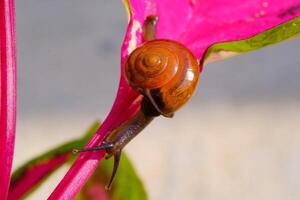Closeup of a tiny snail crawling down from pink leaf stalk. Background of beautiful and exotic animals in the wild. Animal Wildlife. Macro Photography. Cute Animals. photo