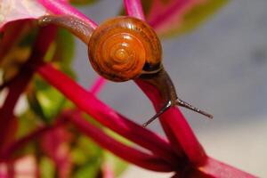 Closeup of a tiny snail crawling down from pink leaf stalk. Background of beautiful and exotic animals in the wild. Animal Wildlife. Macro Photography. Cute Animals. photo