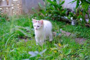 Cute White Kitten playing in the grassy yard. Pets are playing in the yard. Animal Pets. Fauna Photography. Animal Themes. Furry cats. Graphic Resources. Animal Behavior photo