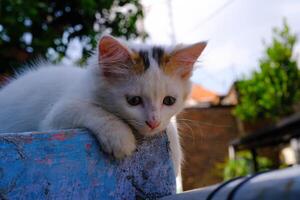 Cute White Kitten Lazing on the Fence Wall. Pets are relaxing in the yard. Animal Pets. Fauna Photography. Animal Themes. Furry cats. Graphic Resources. Animal Behavior photo