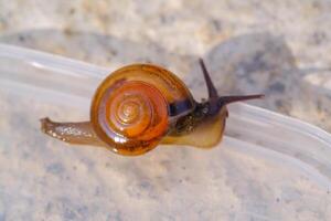 Photography of tiny snail crawling down on transparent plastic. Background of beautiful and exotic animals in the wild. Animal Wildlife. Animal Macros. Fauna Photography. Macro Photography Concept photo