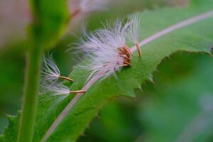 Closeup shot of a dandelion seed stuck in a leaf. Textured Details of beautiful and exotic Plants in the wild. Graphic Resources. Botanical Photography. Blooming Flowers. Blossom, Flora, Botany. photo
