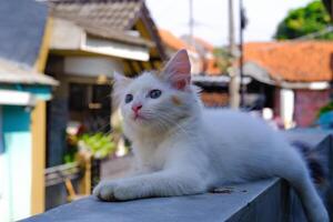 Cute White Kitten Lazing on the Fence Wall. Pets are relaxing in the yard. Animal Pets. Fauna Photography. Animal Themes. Furry cats. Graphic Resources. Animal Behavior photo