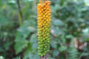 Close up of a colorful Jack in the pulpit wildflower blooming in spring. photo