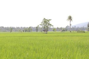 View of Green Rice Fields in the Afternoon photo