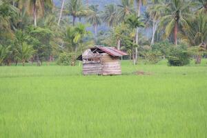 An old, abandoned wooden shack sits in a lush green rice paddy field, surrounded by palm trees. photo