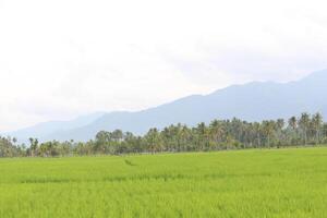 The expanse of green rice fields in the village is a feast for the eyes photo