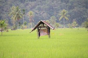 Wooden Hut in the Middle of Rice Fields with Hill Background photo