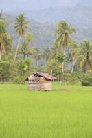 A wooden shack in the middle of a lush green rice field surrounded by palm trees. photo