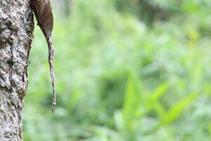 A close up view of resin flowing down the side of a pine tree trunk in a forest setting. photo