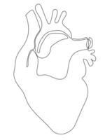 Continuous single-line drawing of human internal organ. vector