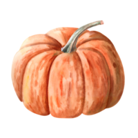 Orange pumpkin painted with watercolor. Illustration on the theme of harvest, Halloween for printing on fabric, packaging for bakeries, , fairs. Illustration isolated from the background. png