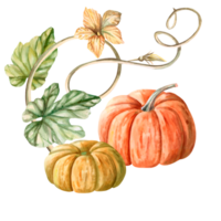 A composition of pumpkins, a climbing stem of flowers and leaves painted in watercolor. Illustration on the theme of harvest, for fairs, invitations. The illustration is isolated from the background. png