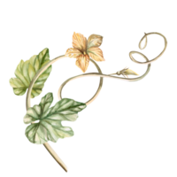 Curly pumpkin stem with leaves, flowers painted in watercolor. Illustration on the theme of harvest, Halloween for printing on fabric, packaging, fairs. Illustration isolated from the background. png