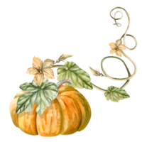 A climbing stem with a pumpkin, leaves, drawn in watercolor. Illustration on the theme of harvest, Halloween for printing on fabric, packaging, fairs. The illustration is isolated from the background. png