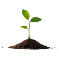 A sprout breaks through from the ground on a transparent background png