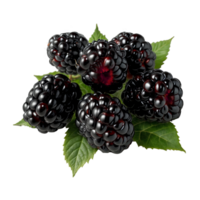 Realistic Blackberry Patterns on Transparent Background Elements png