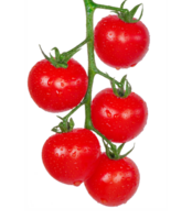 Cherry tomatoes on a branch. Red tomatoes isolate png