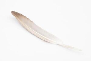 Beautiful feather on white background, natural bird feathers isolated on a white background, Single feather isolated on a light background. photo