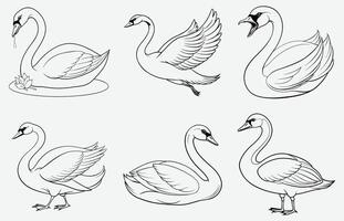 Elegant Swan Line Art Premium Quality Monochrome Design for Print and Digital Use vector