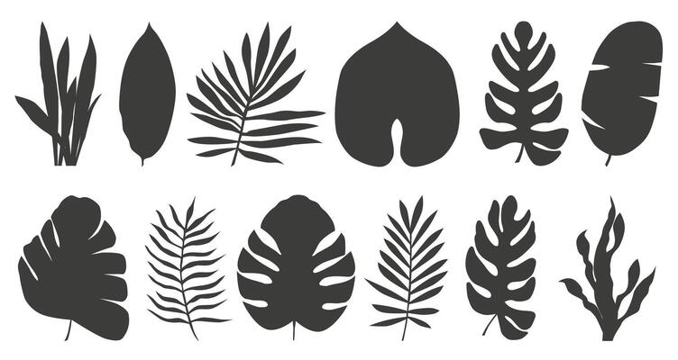 Set of tropical exotic leaves of different types. Illustration isolated on white background.