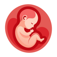 A fetus is depicted curled up inside the womb, portrayed with shades of red and pink png