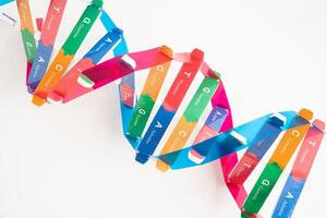 DNA or Deoxyribonucleic acid is a double helix chains structure formed by base pairs attached to a sugar phosphate backbone. photo