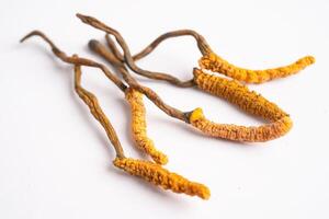 Cordyceps or Ophiocordyceps sinensis mushroom herb is fungus for used as medicine on white background. photo