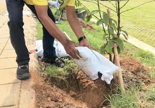 A man is planting a tree in a hole photo