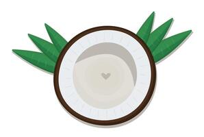 Coconut half with palm leaves, view from above, love to nuts, color illustration vector