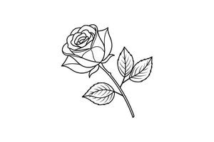 Rose flower for design element and coloring book pages for kids vector