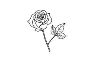 Rose flower for design element and coloring book pages for kids vector