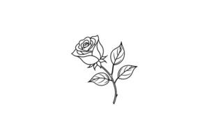 Rose flower for design element and coloring book pages for kids vector