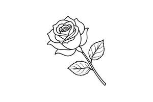 Rose flower for design element and coloring book pages for kids vector