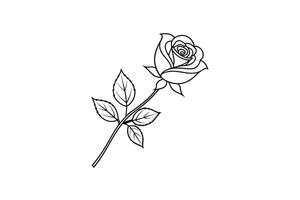 Rose flower for design element and coloring book pages for kids vector