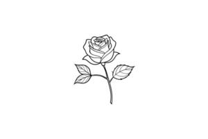 Rose flower for design element and coloring book pages for kids vector